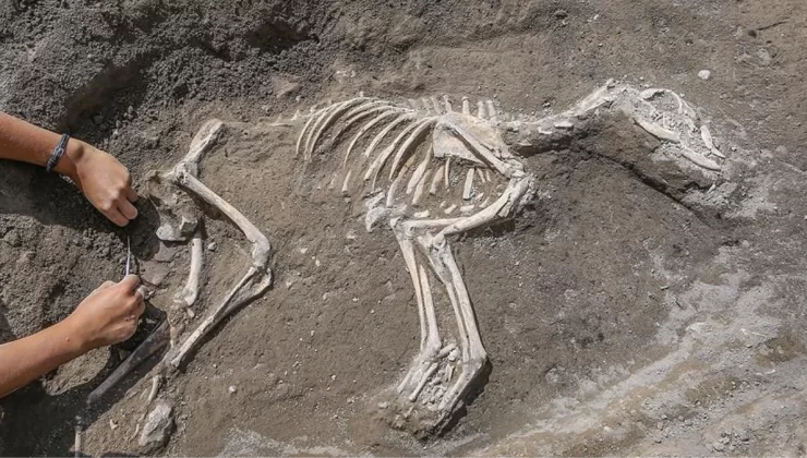 Antropoloji nedir? Antropolojinin alanları ve topluma sağladığı faydalar